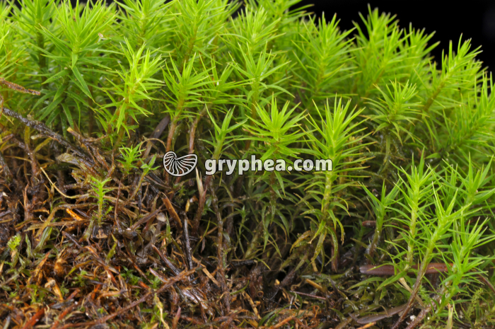 Polytrics - gryphea.org